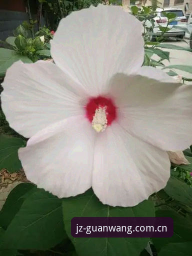 九州体育app ios端 花半小时摸索不如花三分钟看完:九州体育app ios端从下载到投注的实战心得